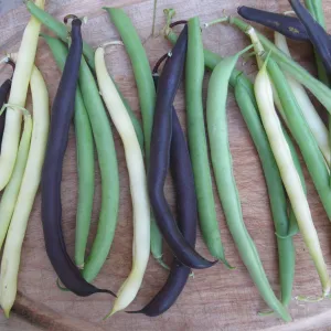 5 x Mélange de haricots nains