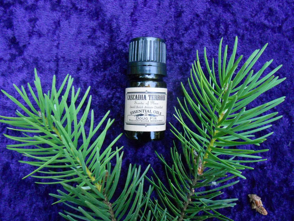 Douglas Fir Essential Oil (Pseudotsuga Menziesii)