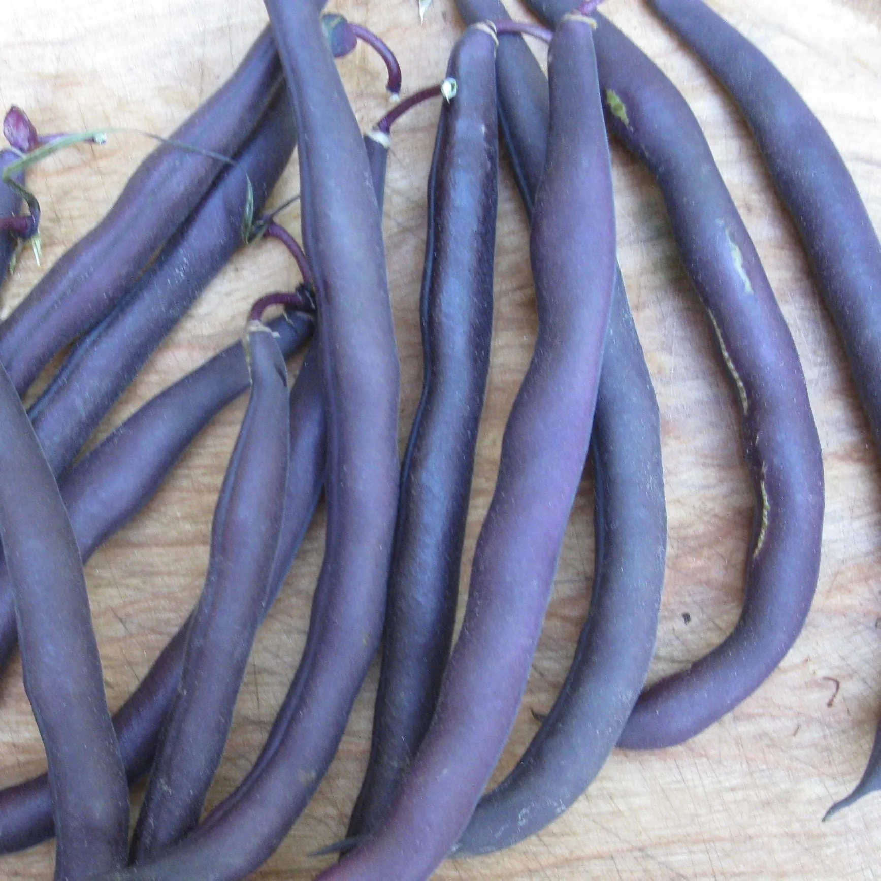 Haricot Nain Mauve Royal Burgundy - semences bio