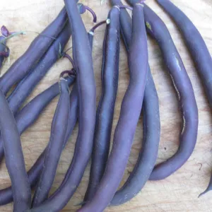 Haricot Nain Mauve Royal Burgundy - semences bio