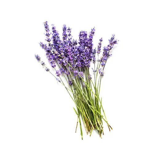 LAVENDER 15ml <h6> Lavandula Augustifolia (organic)</h6>