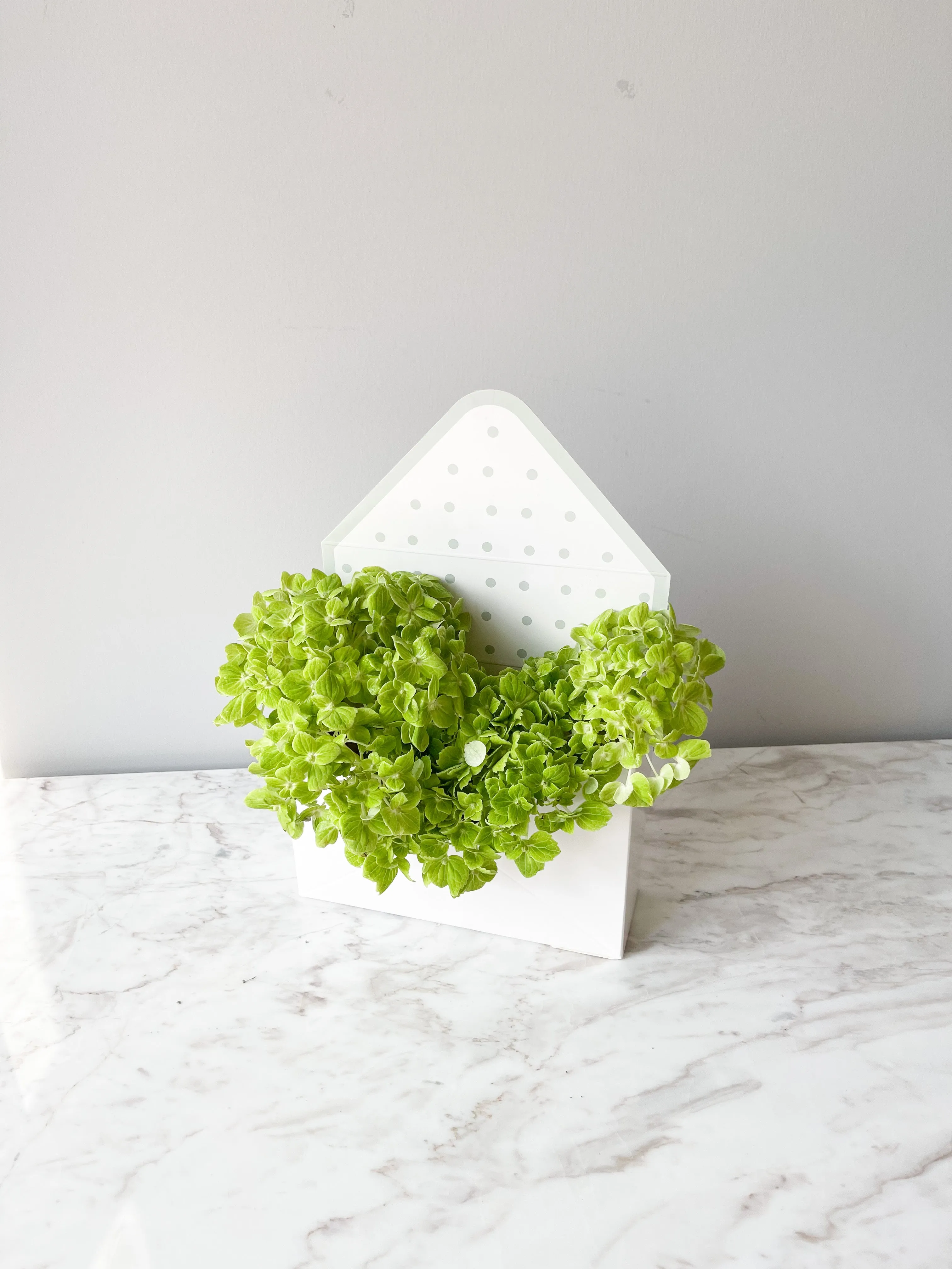 Polka Dot Envelope Shape Flower Box in Variety Color