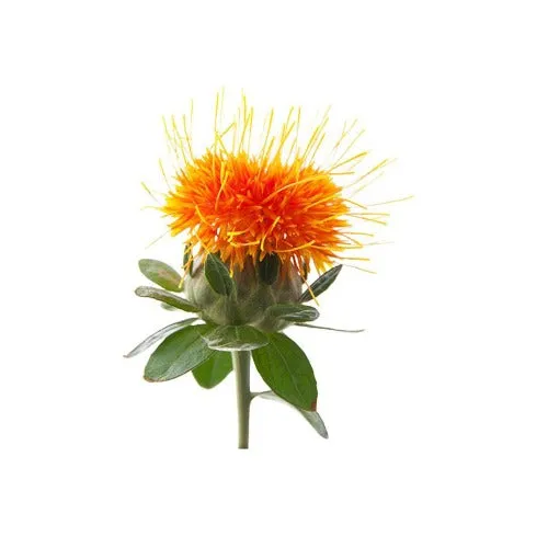 Safflower Oil Seed Natural Carrier Oil